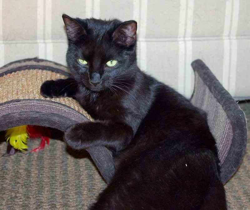 Quiver - Shy/Sweet Kitty Looking for a Cat Whisperer