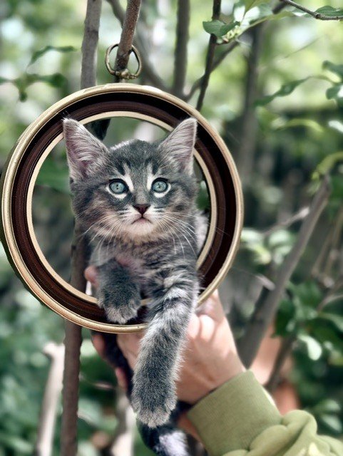 Suki - Gentle, Calm, Playful and Steady