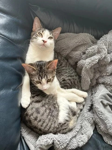 Lex & Lucy - Lap Loving Family Cat and Adorable Trouble Maker