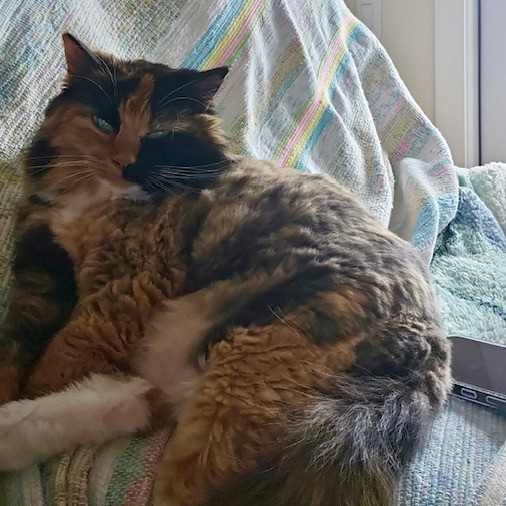 Clio - "Mature", Affectionate, Confident & Playful