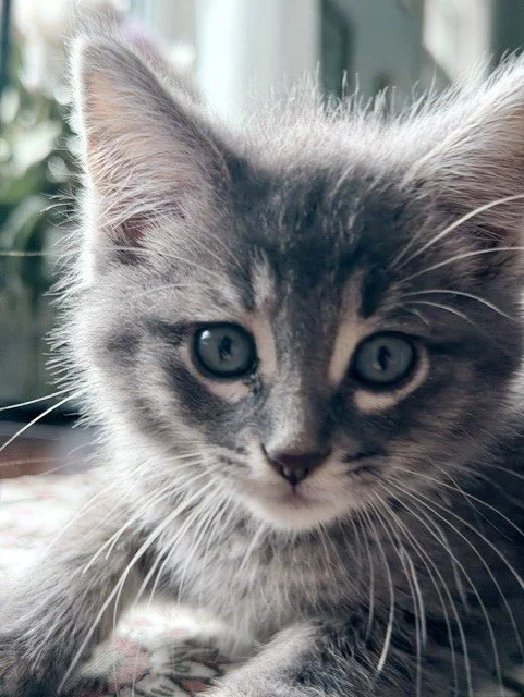 suki6.jpg