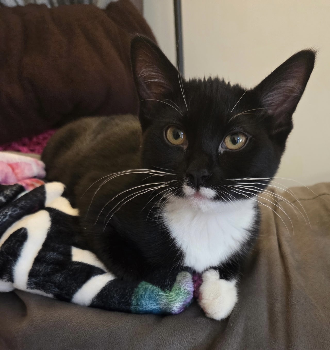 Boots - Perfect Sidekick