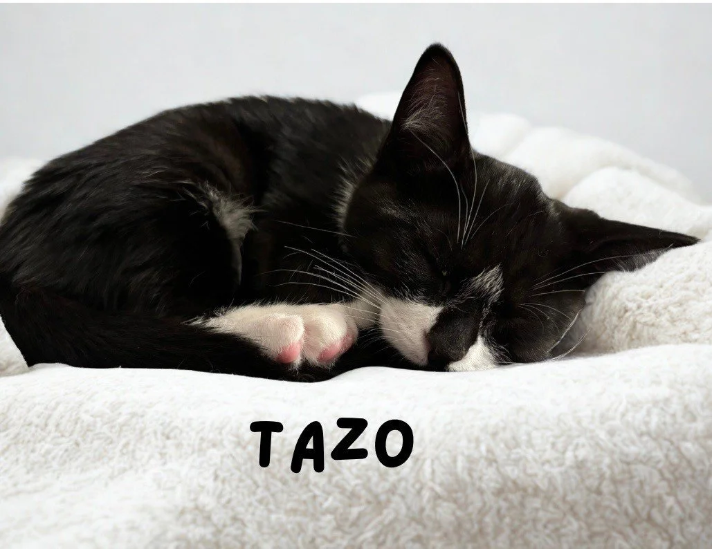 tazo.jpg