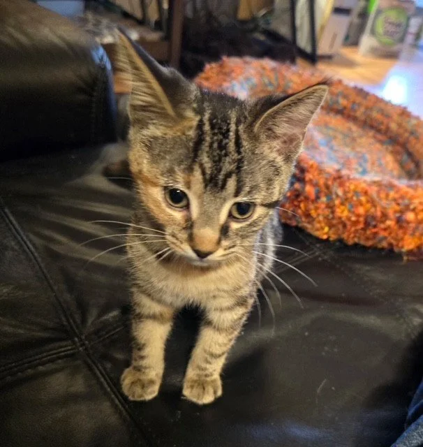 mochi4.jpg