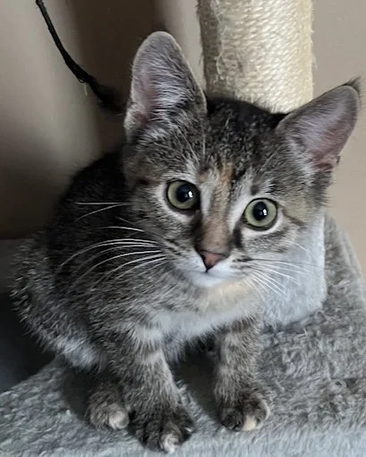 Julia - Petite and Soft Hearted Companion