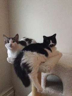 Charlie & Casanova- Could be Good with Kids and Dogs