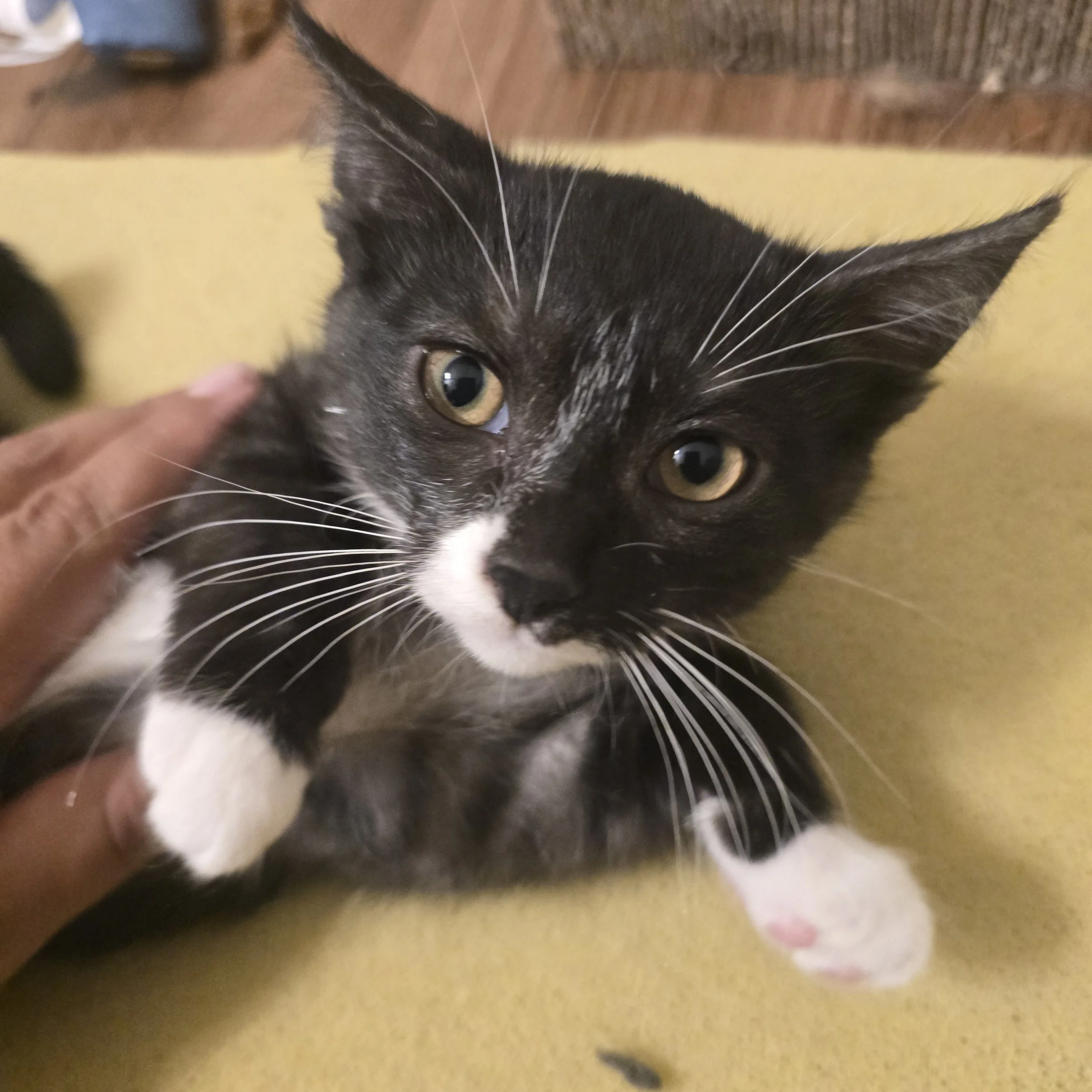 Koba - A Little Shy and Spicy (Who isn't at times?!?!)