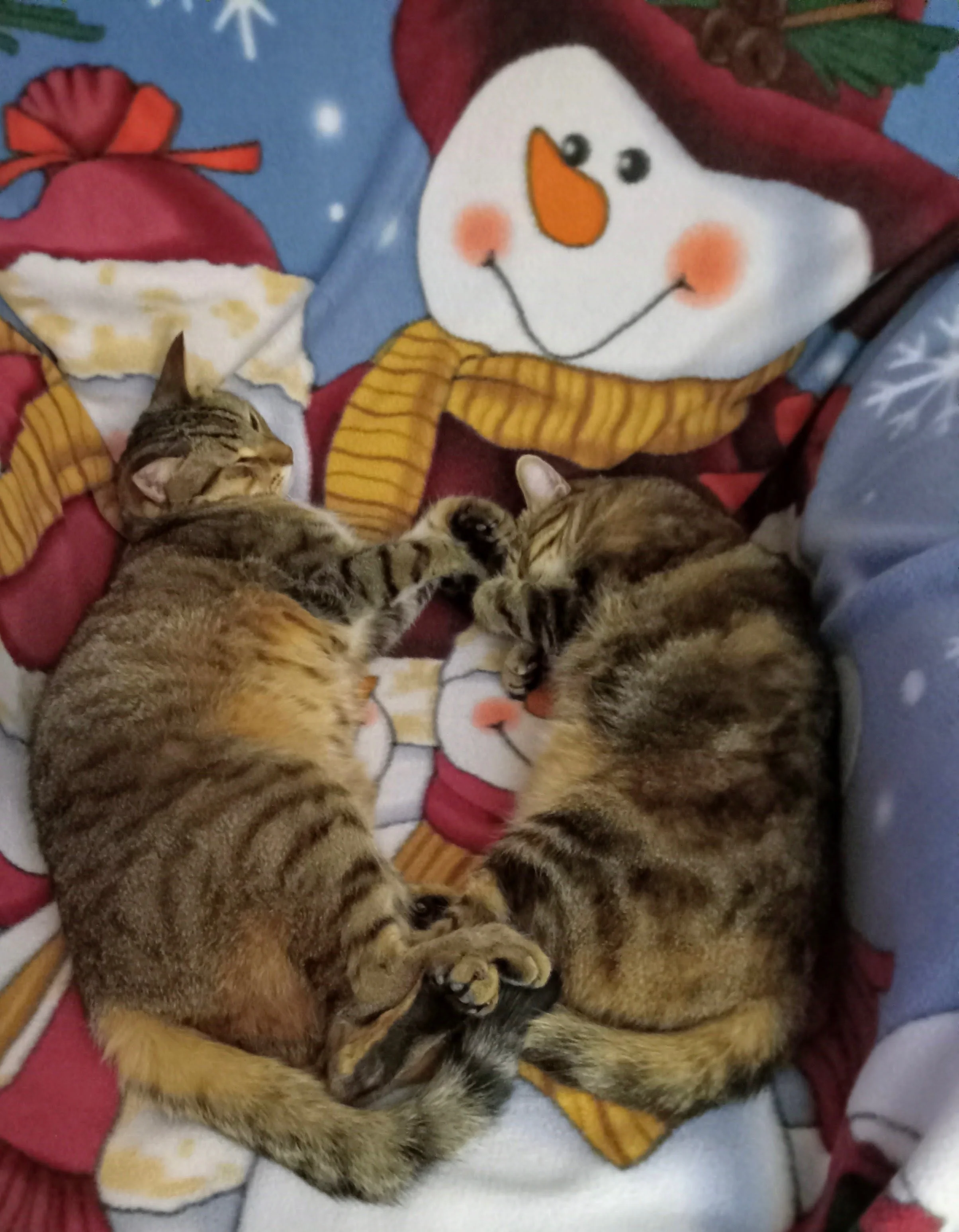 both on winter throw.jpeg