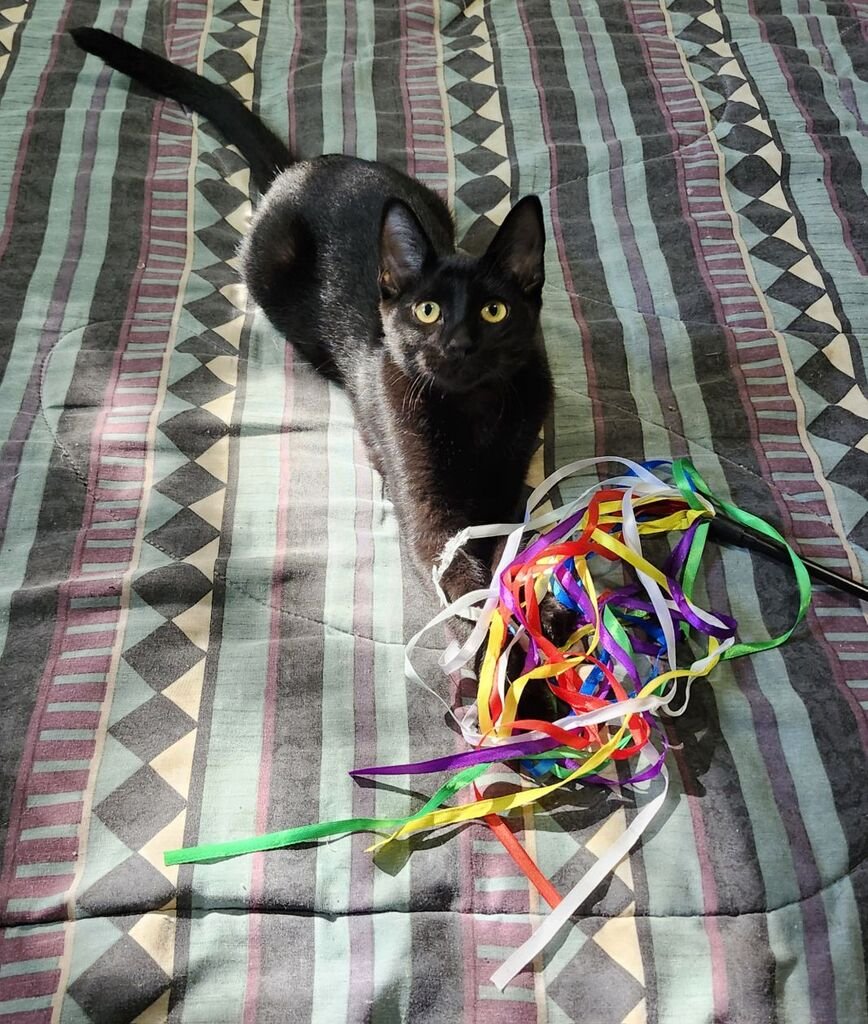 Louie - Sweet, Playful and Affectionate