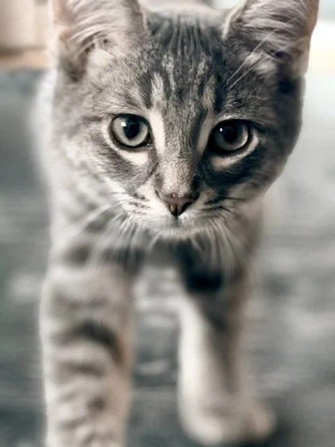 suki4.jpg