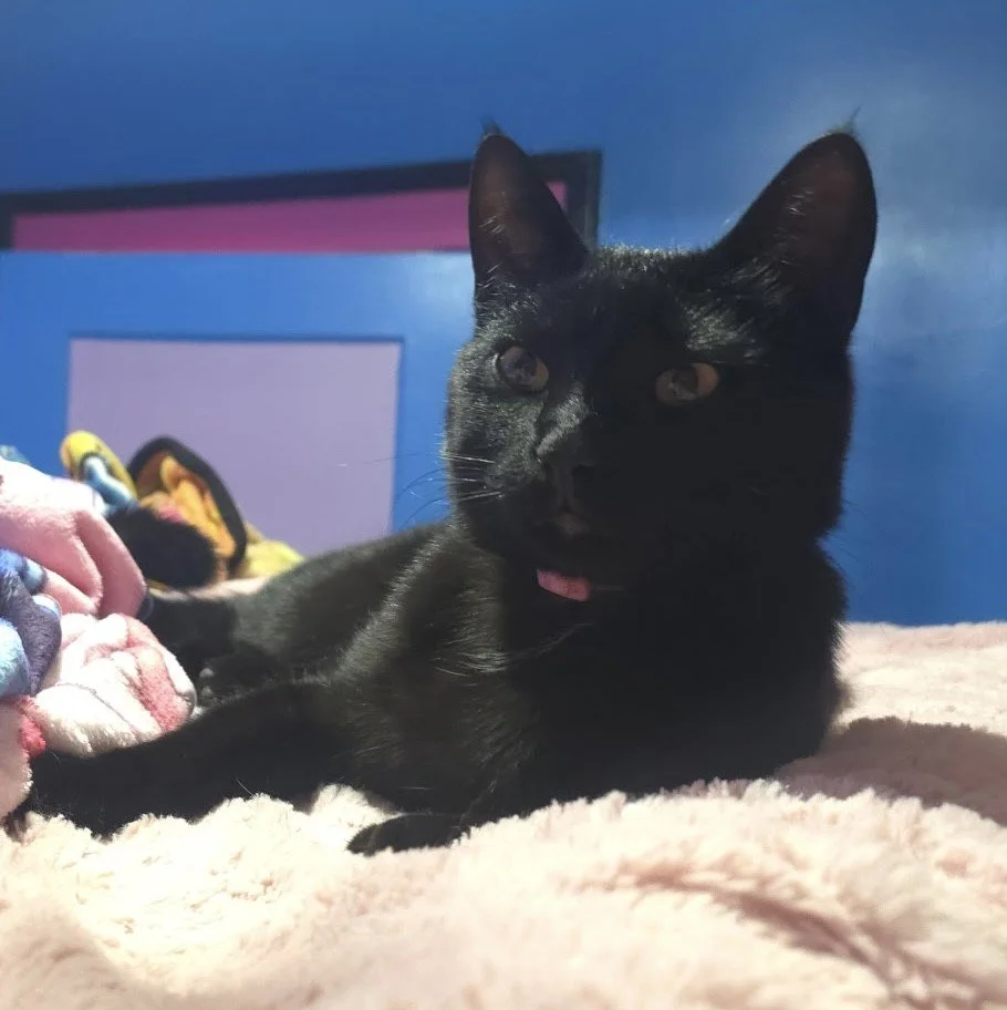 coco.jpg