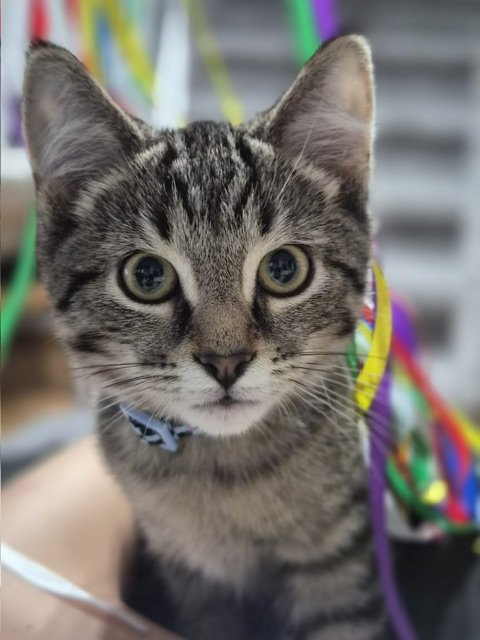 Jeremy - Outgoing, Social, Playful and Good With Dogs