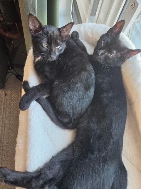 Spike & Stella - Affectionate and Good with Kids