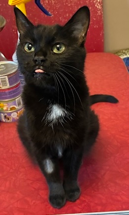 Mary - Affectionate, Cuddly & Independent