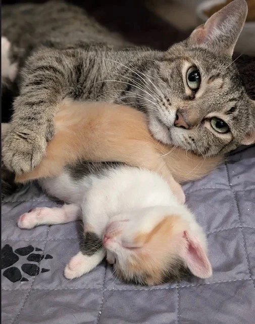 Hattie - Gentle & Independent