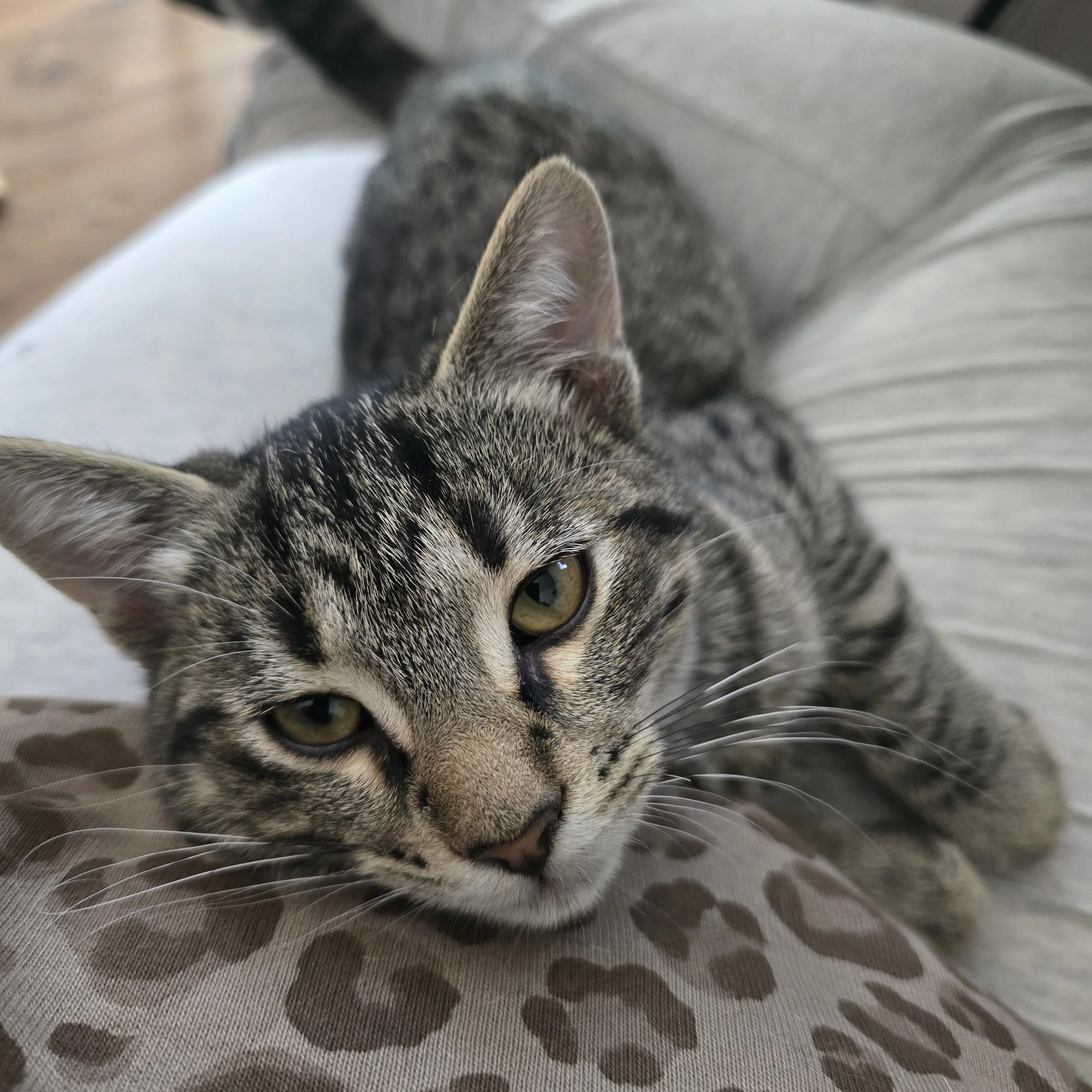 Caesar - Affectionate and Food Motivated