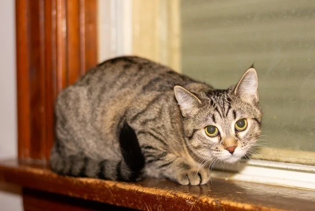 Cleopatra - Gentle Companion Looking for a Quiet Home