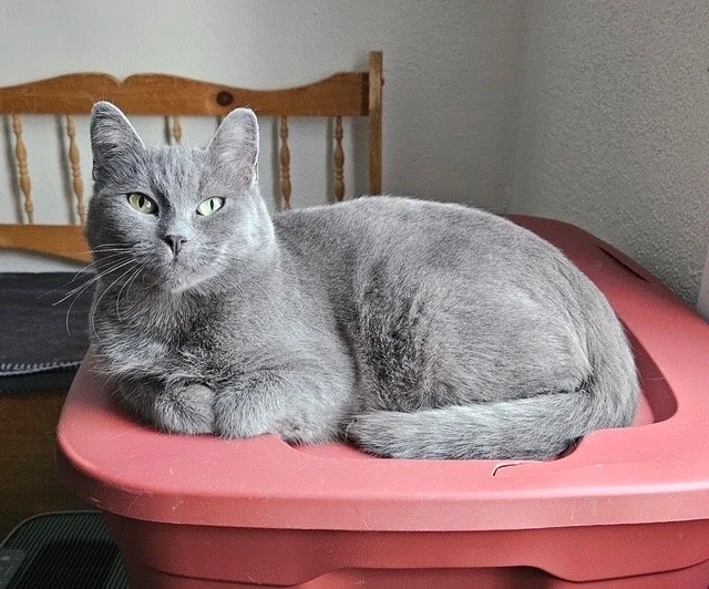 Momma - Gentle Soul Looking for a Quiet Home