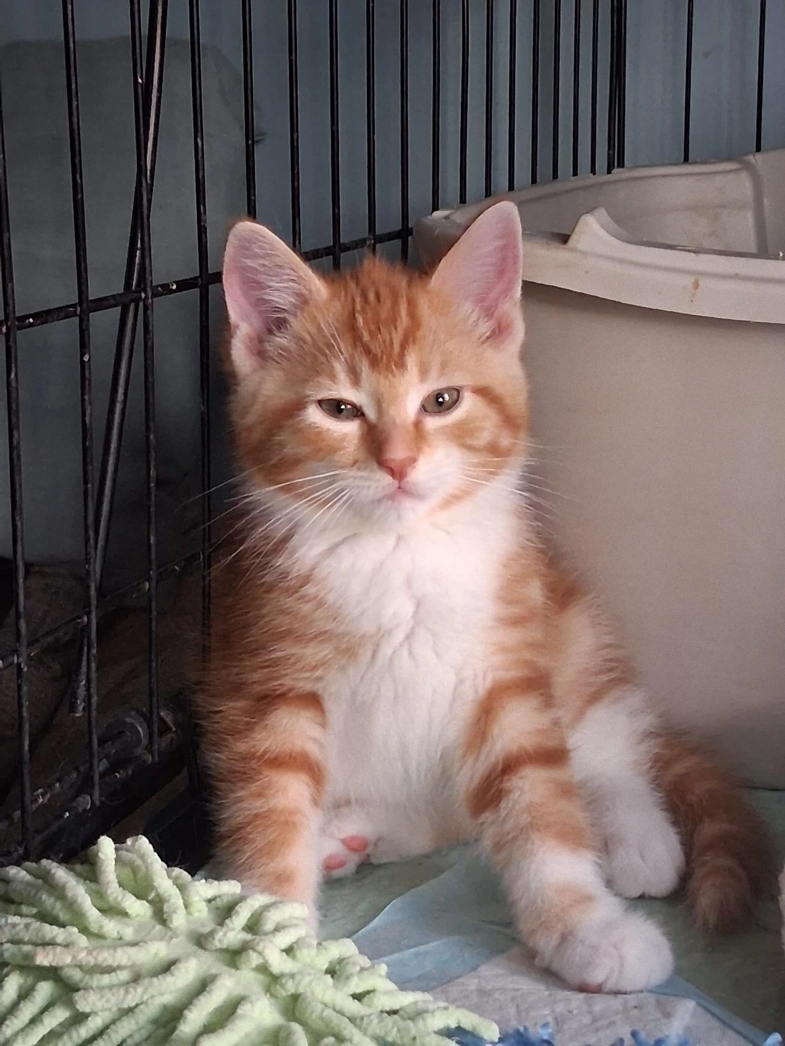 Ethan - Curious, Playful & Mischievous