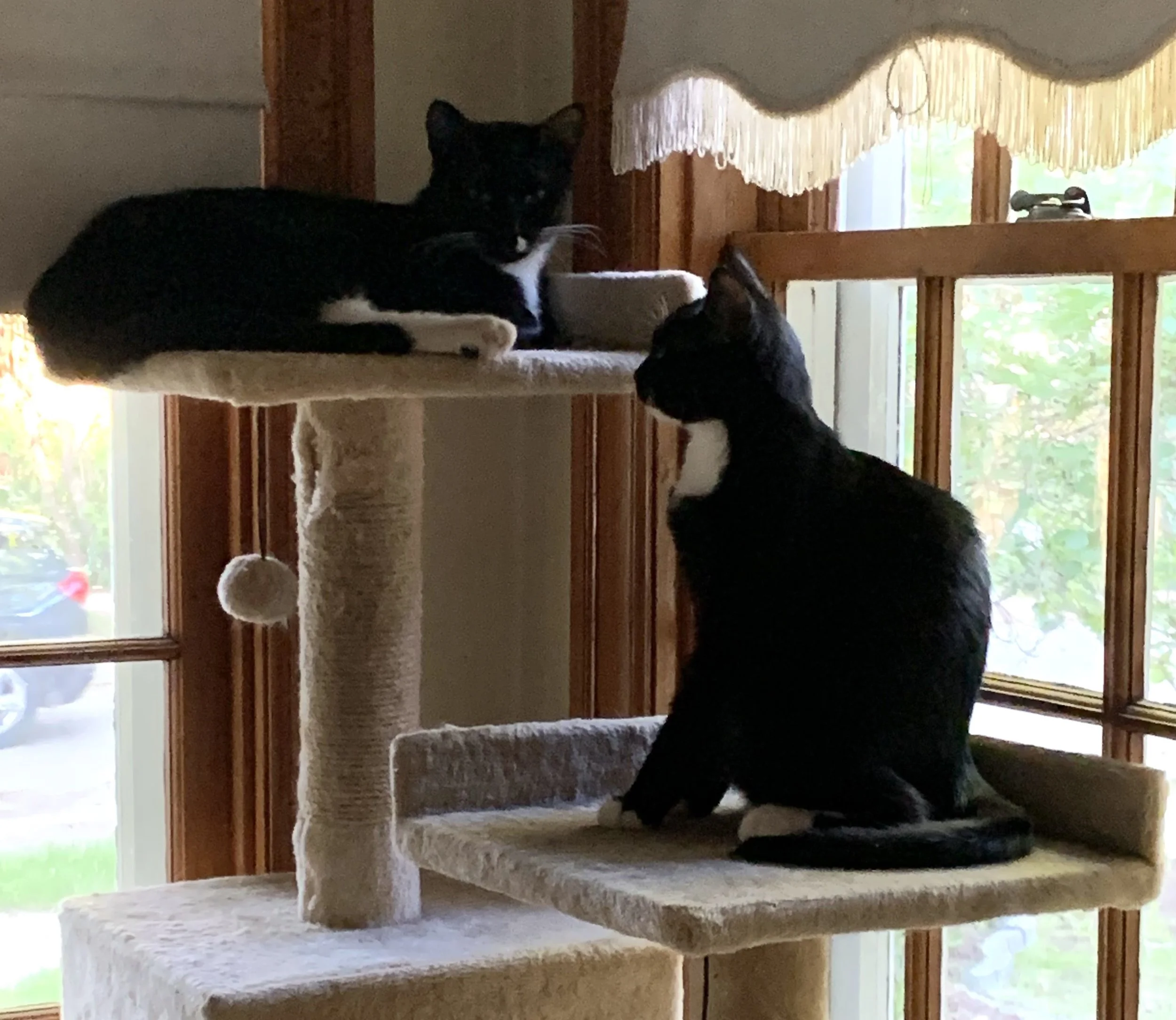 Alice & Louis - Shy and Gentle Souls