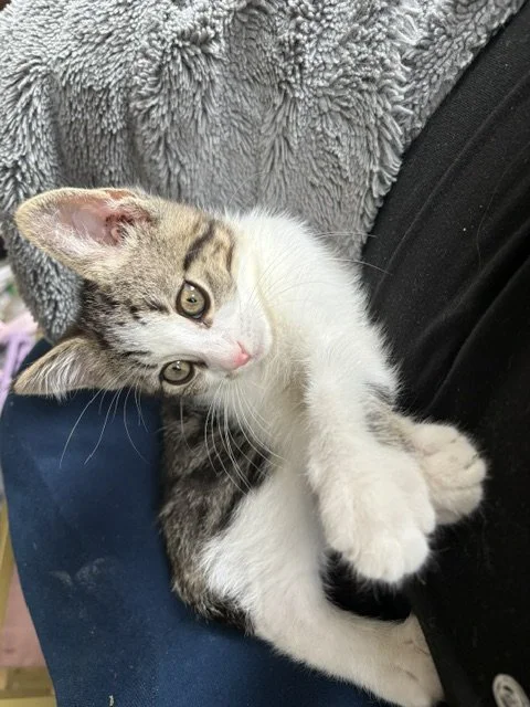 Mortimer - Enthusiastic Climber and Kid Friendly