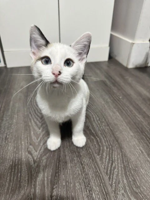 Kelly- Good with Casts/Dogs and Friendly, Cuddly and Playful!