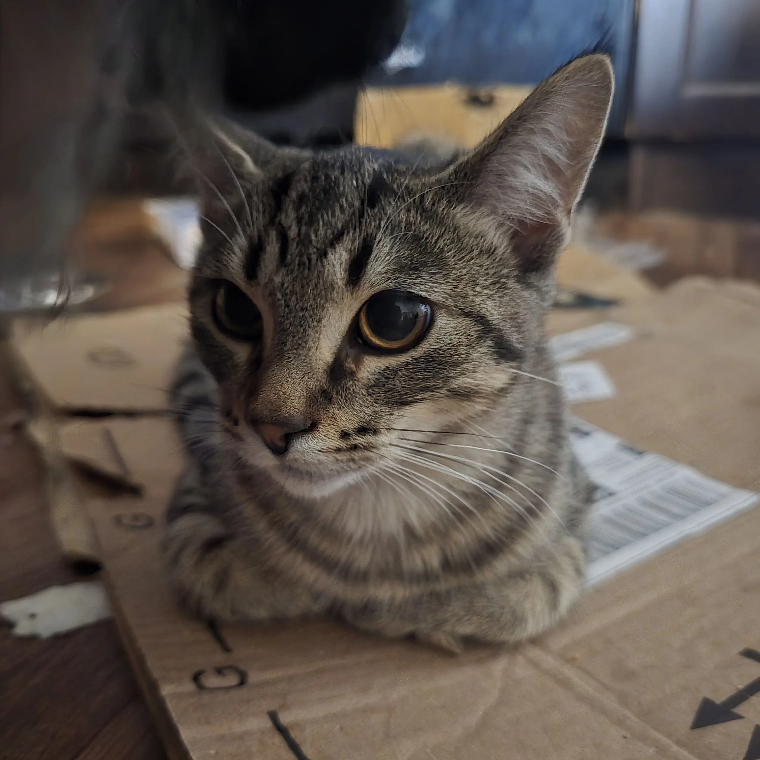 Cornelia - Independent, Playful and Sweet