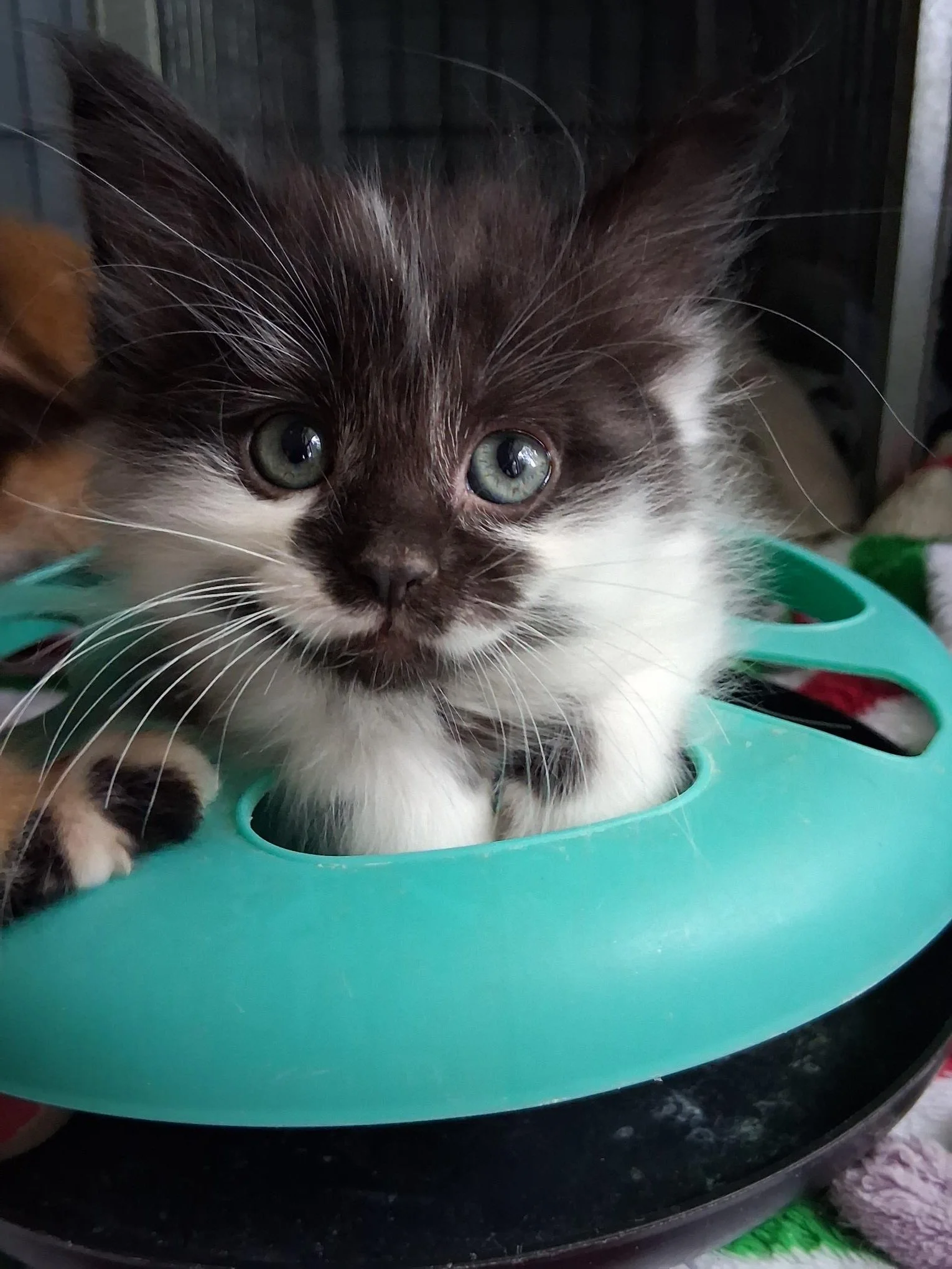 Eddie - Tiny but HUGE Personality!!