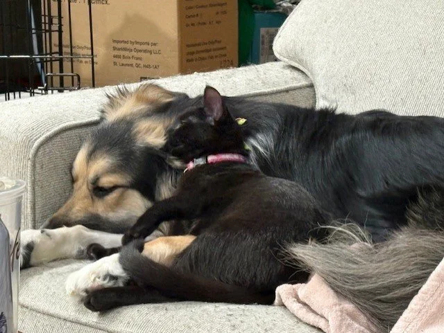 Sweetie - Curious and Dog Loving