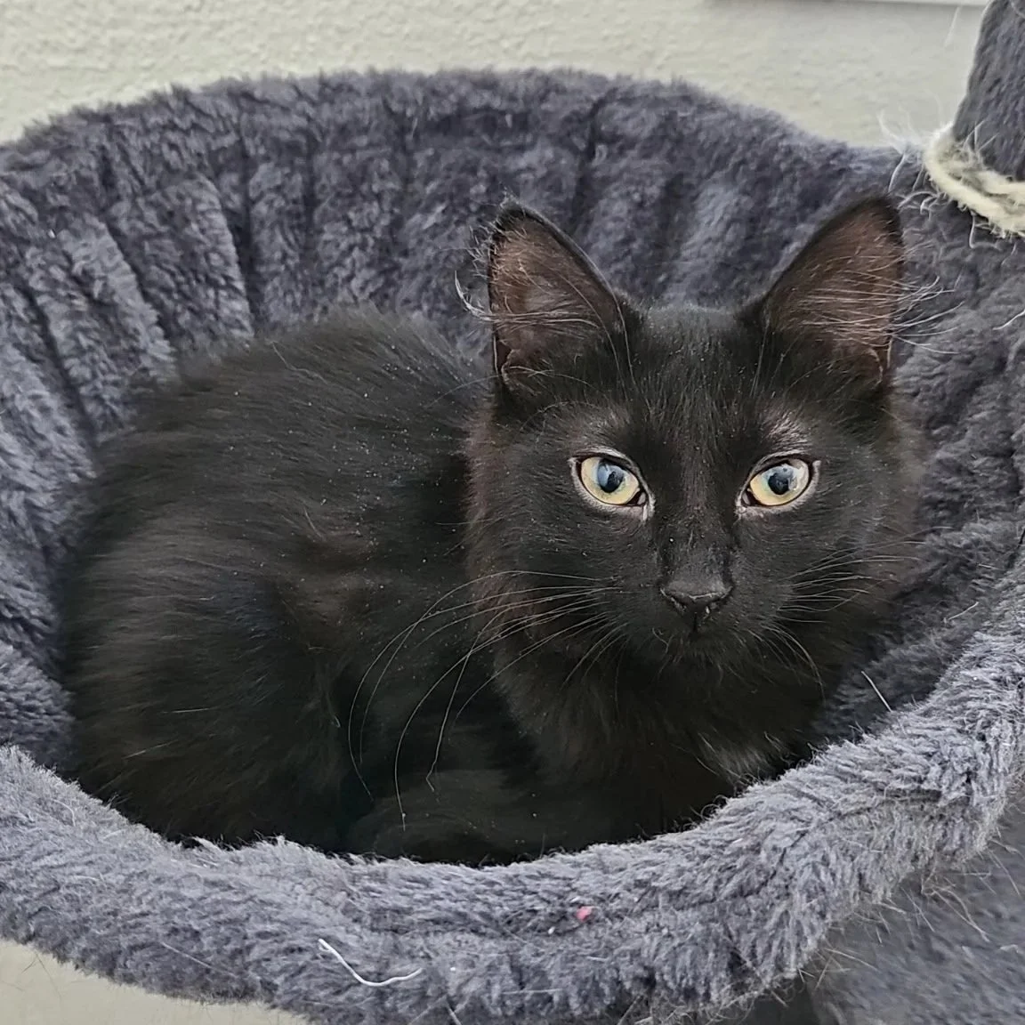 Mercy - Gentle Soul with Elegance and Class