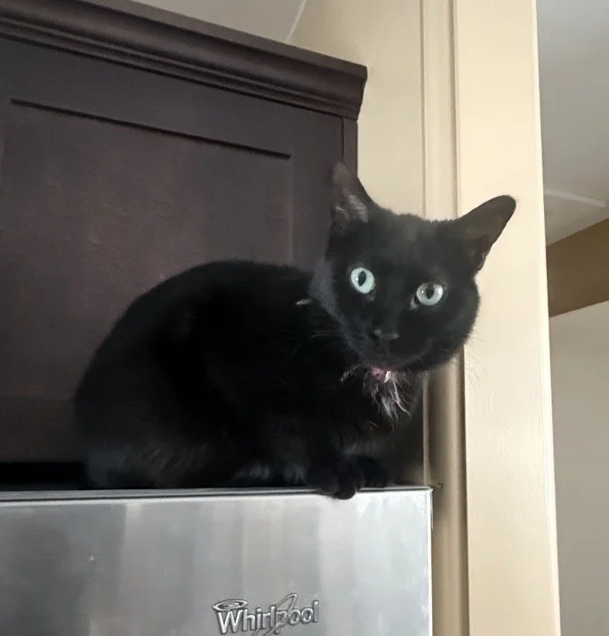 Freya - Independent and Quiet