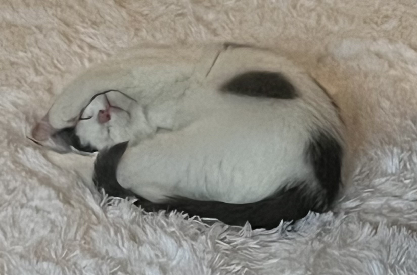 Sugar Plum - Over-the-top Affectionate