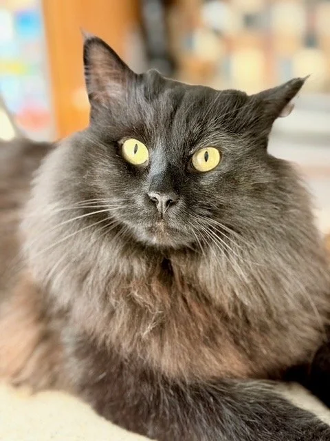 Hoka - Chill and Loyal with Ombre Belly