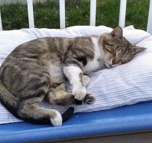 Athena - Gentle, Calm & Relaxed