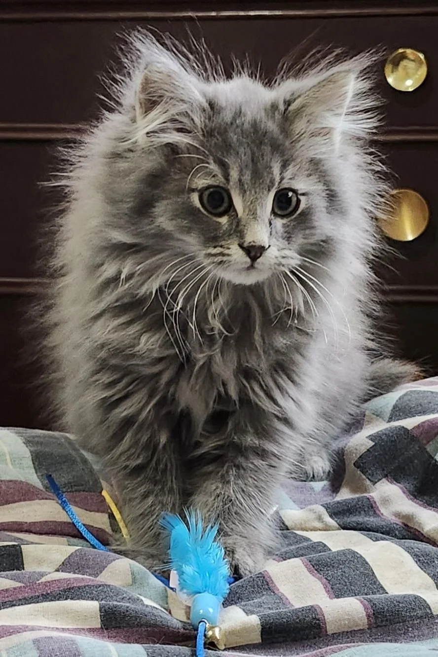 Pinocchio - Shy to Start but Playful and Entertaining