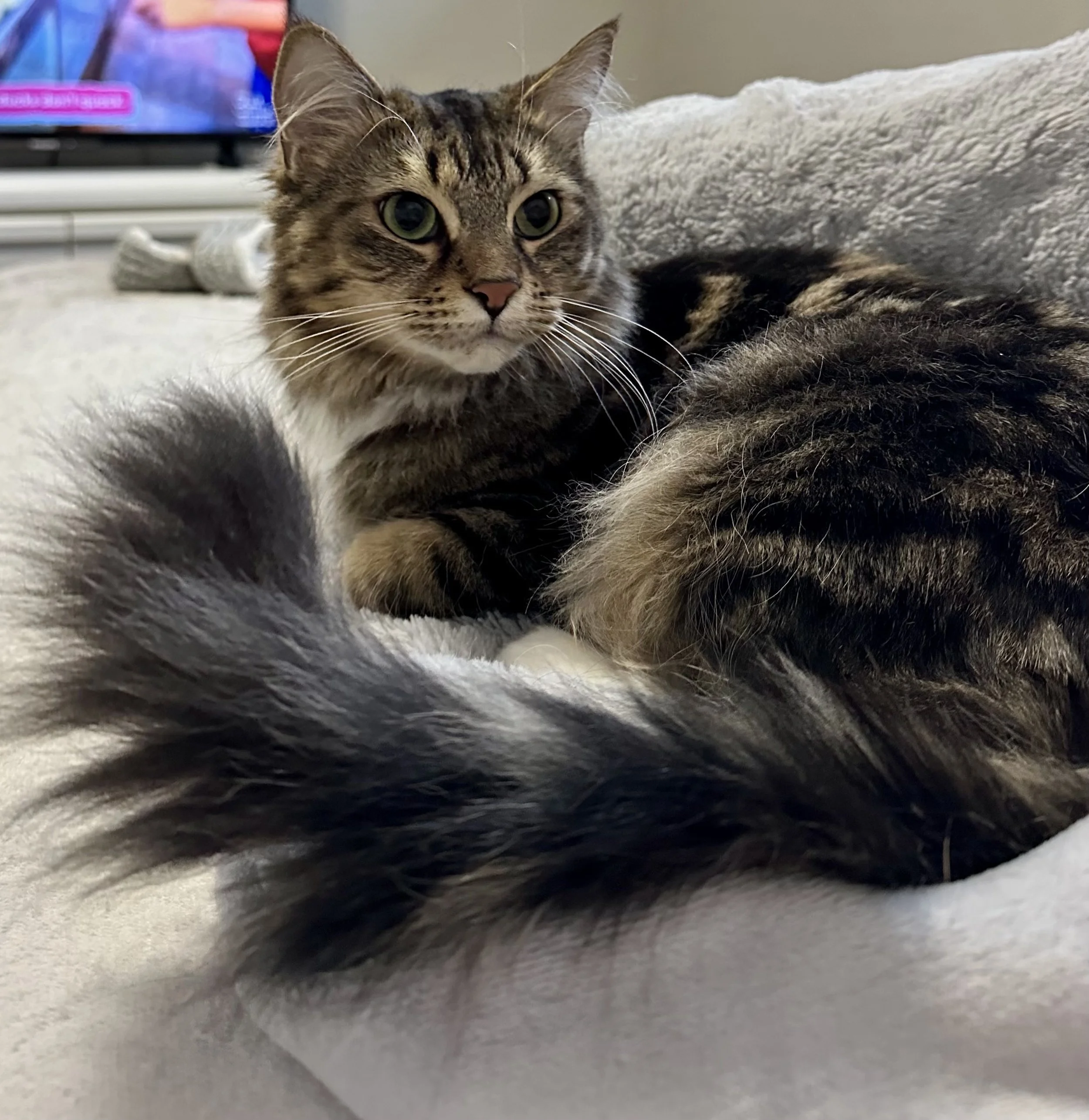 Annie - Loyal and Affectionate