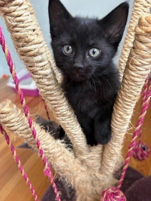 Kobe - Raised with Cats/Kids/Dogs & is Playful, Confident and Entertaining