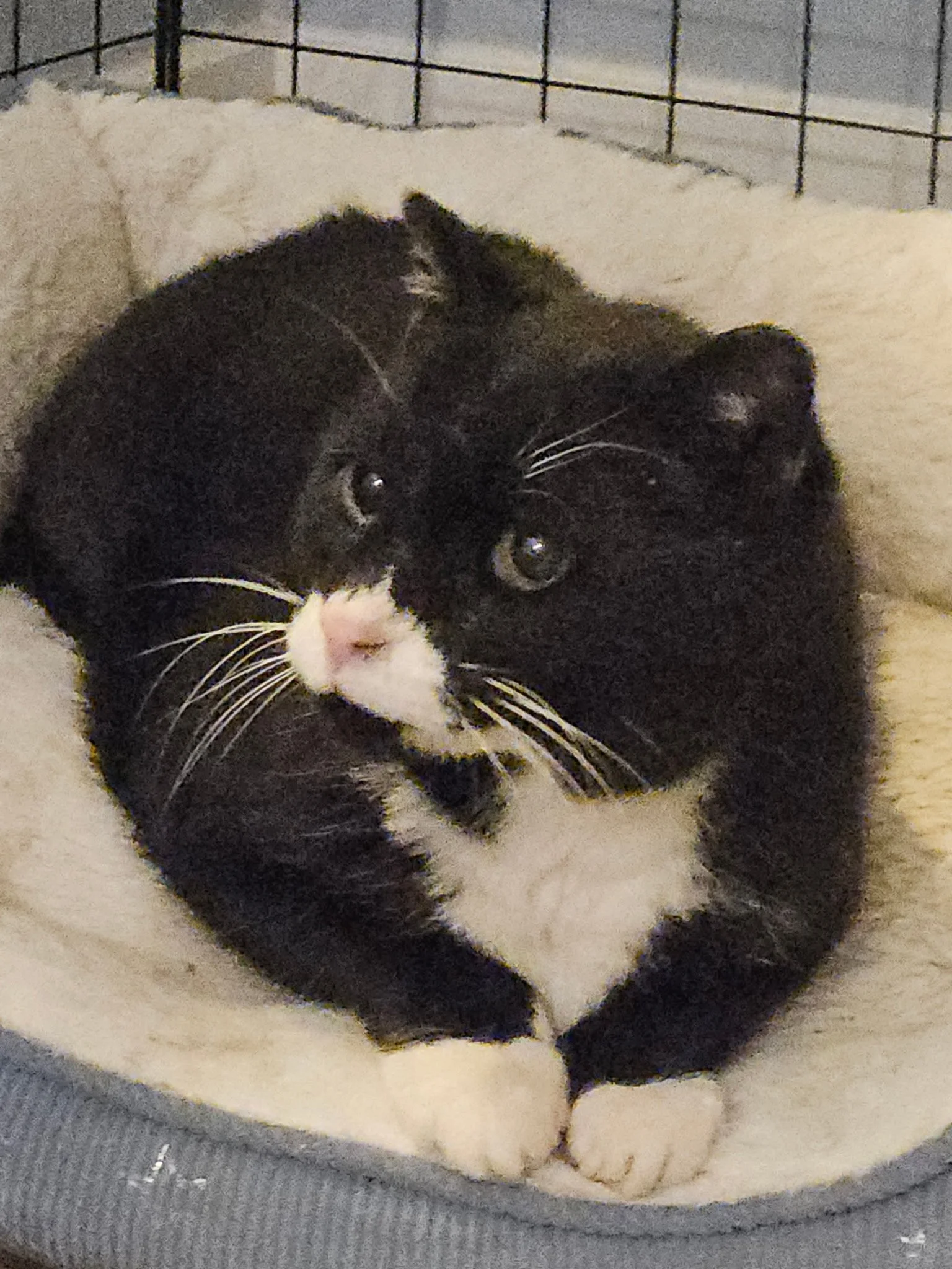 Erwin - Toothless Gentle Giant