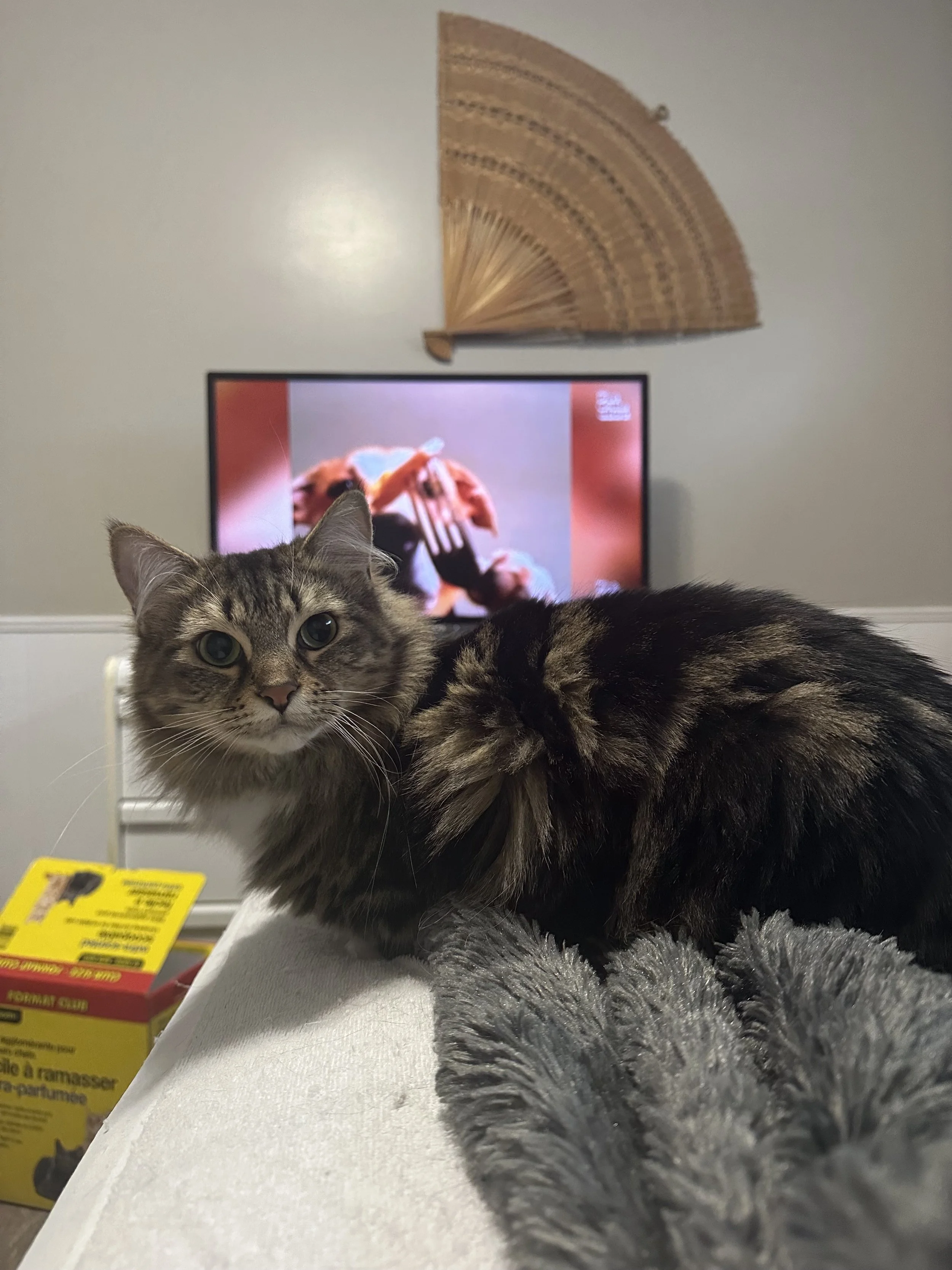 Annie - Loyal and Affectionate