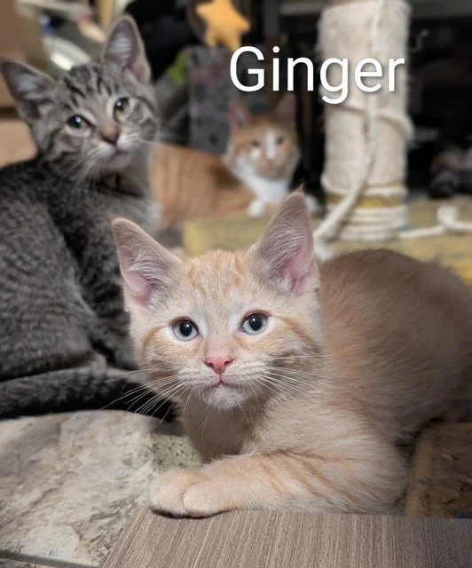 ginger.jpg