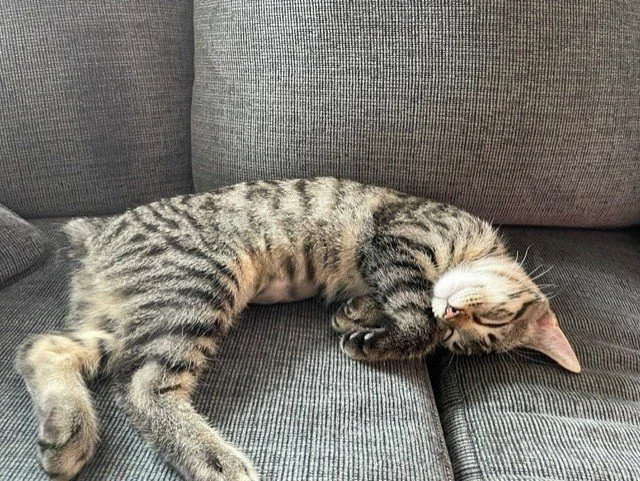 tigger11.jpg