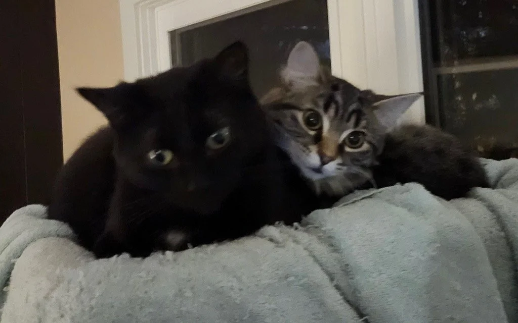 Rapunzel & Gracie-  Perfect Balance of Calm and Spunky