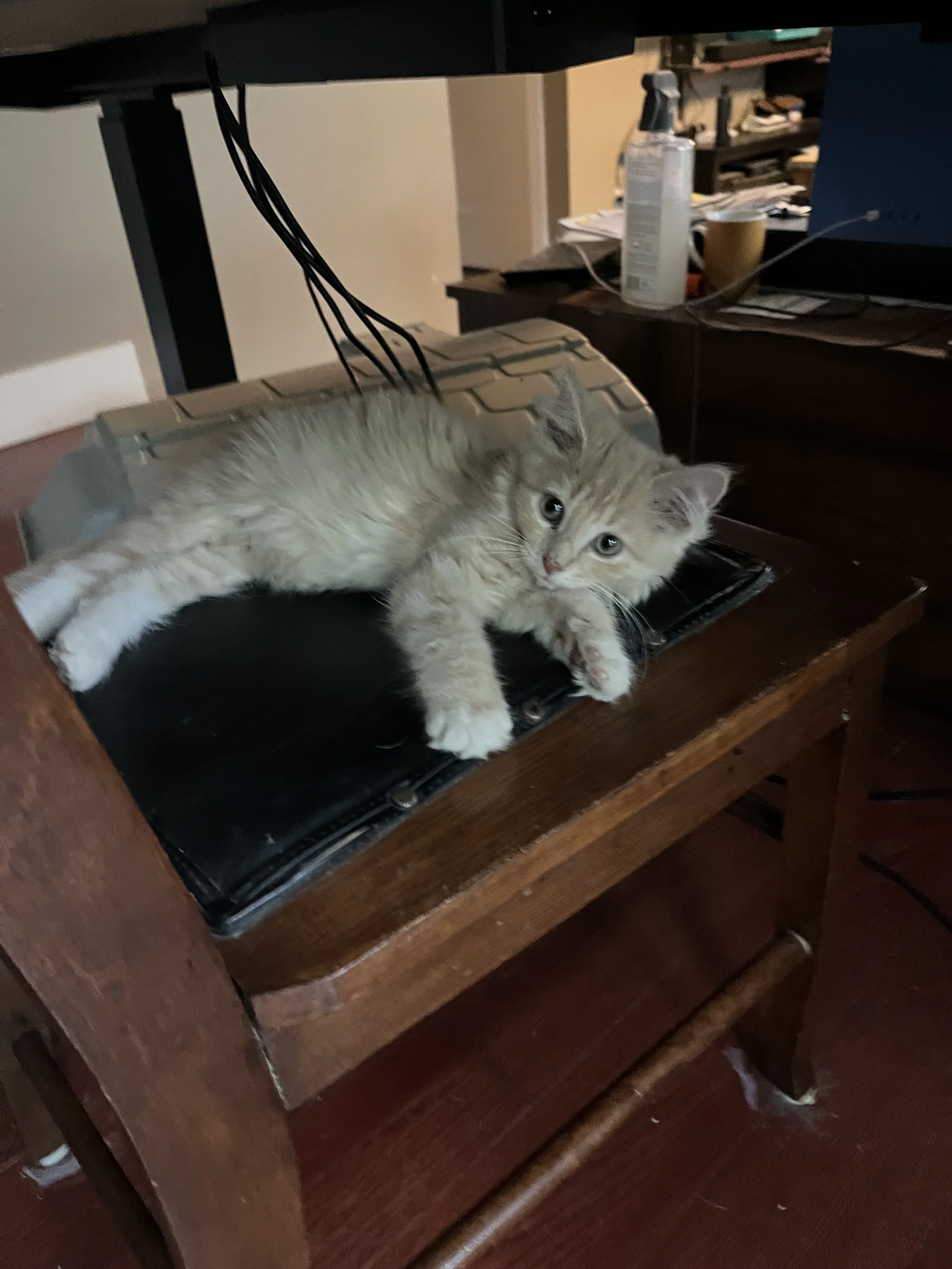 IMG_9815.jpeg