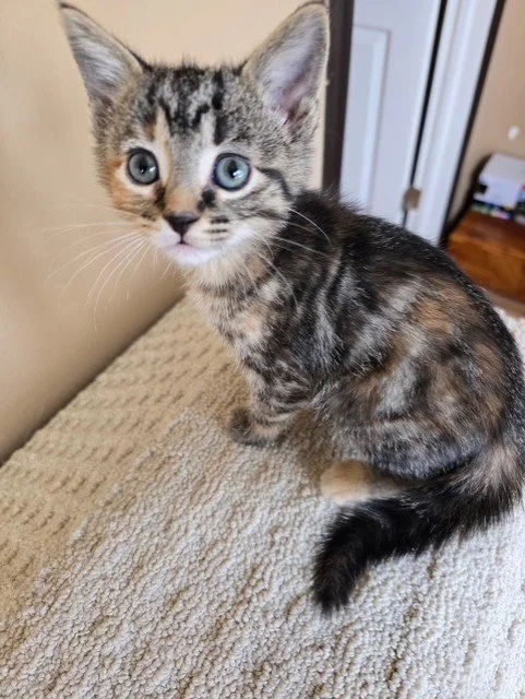 Mochi - Cuddly, Affectionate, Playful and  HUGE Fan of Tummy Rubs!