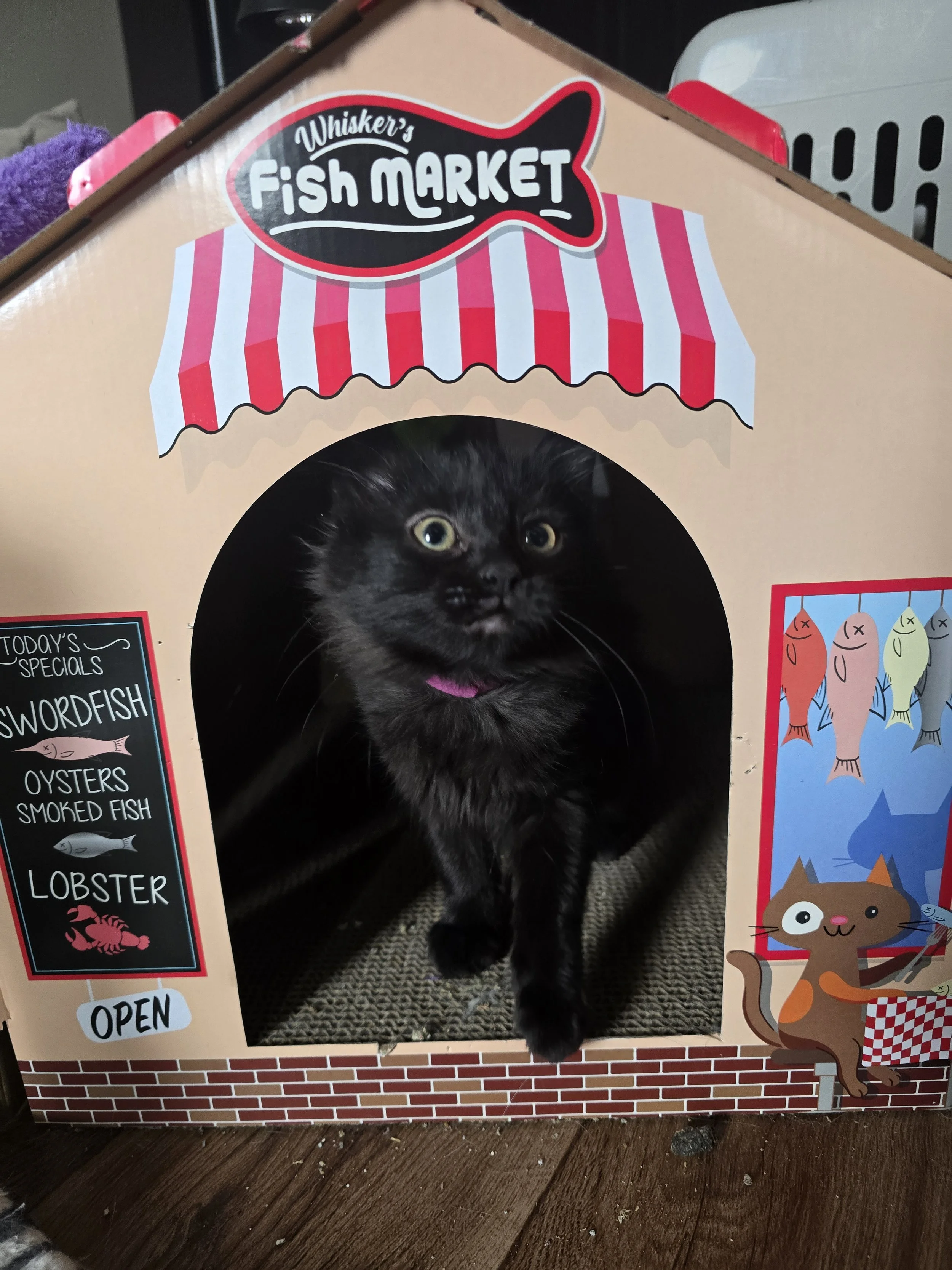 Toast - Sweet and Energetic