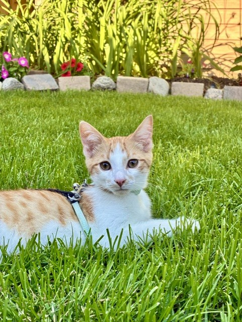 James - Energetic, Curious & Playful