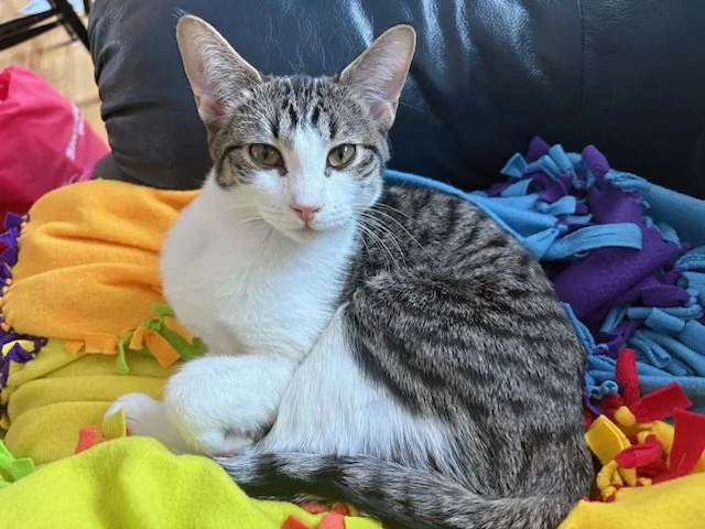 Lucy - Lap Loving Family Cat