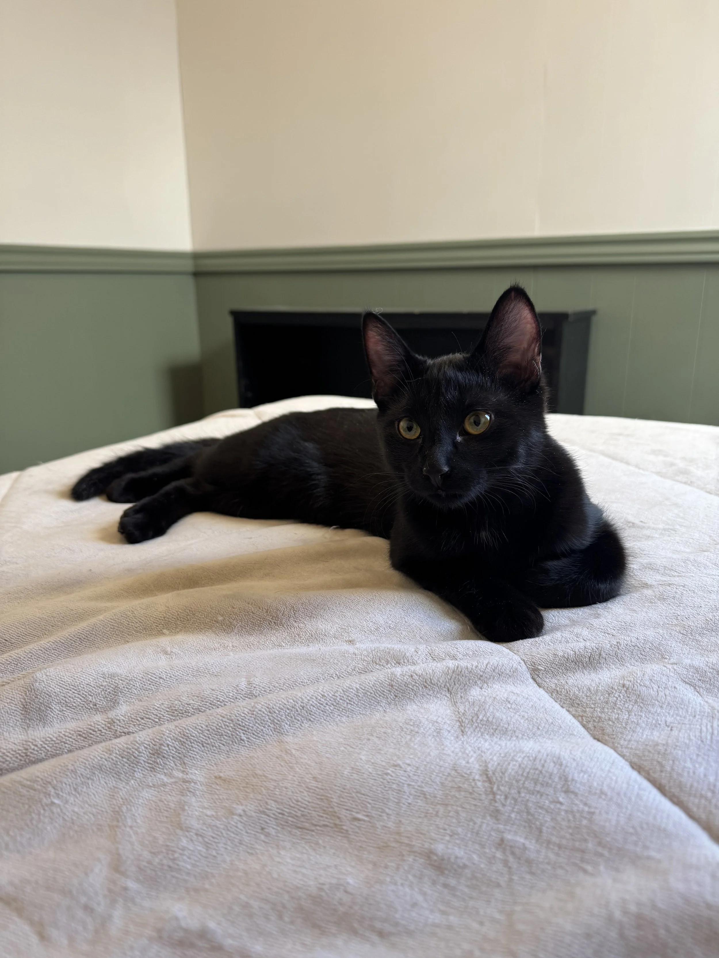 Peanut - Fun Loving and Cuddly