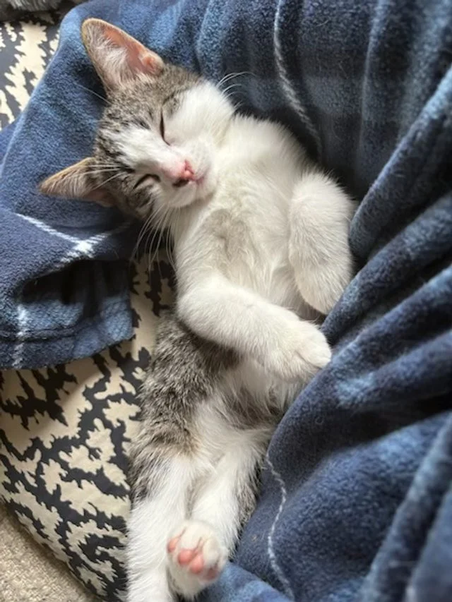 Lex - Snuggly Troublemaker