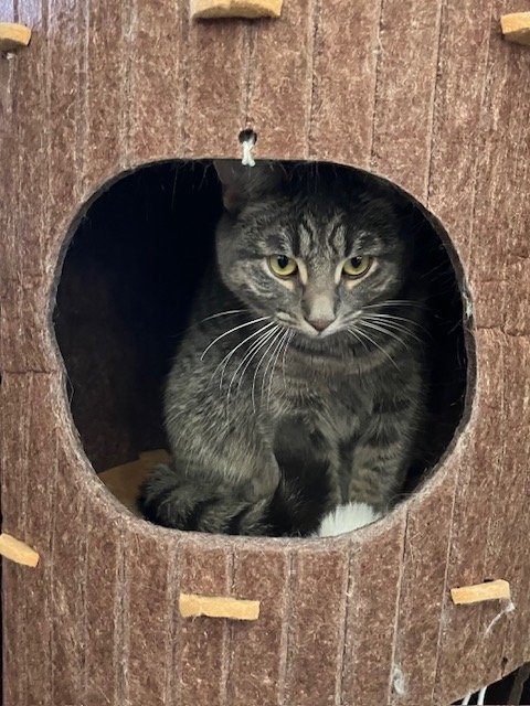 Nelly Korda - Super Cuddler